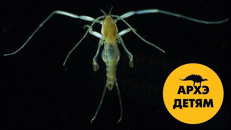 Морские насекомые   | Вадим Марьинский (выпуск 25)