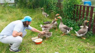 Гусята вымахали, кошки их боятся уже. Показал свой новый дом.