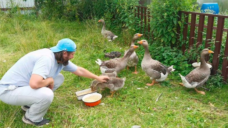 Гусята вымахали, кошки их боятся уже. Показал свой новый дом.