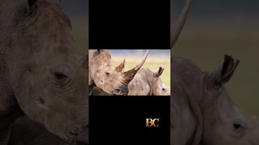 Scientists in South Africa are making rhino horns radioactive to fight poaching