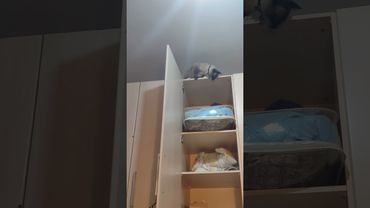 Cat Tries to Jump Into Cupboard but Fails and Falls