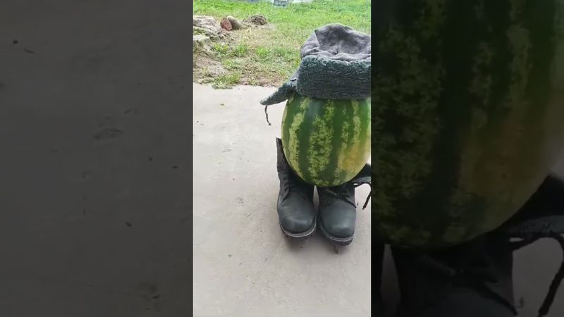 Смирно встал👺#арбуз