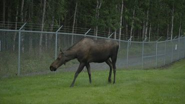 Alaska moose wanders outside Joint Base Elmendorf-Richardson on eve of Trump-Putin meeting | AFP