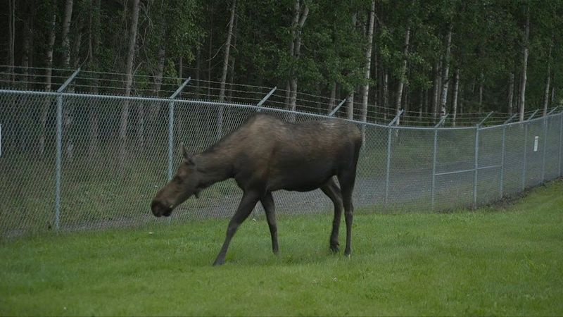 Alaska moose wanders outside Joint Base Elmendorf-Richardson on eve of Trump-Putin meeting | AFP