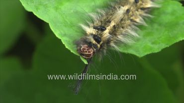 Chomping down and chowing: Caterpillar seen in time lapse, widfilmsindia Jabbarkhet in the Himalaya