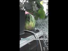 Българи и румънци се събират за фестивал на динята и пъпеша #събудисе #novatv #nova