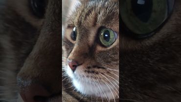 Женщина 💃🤔🙀🤣 #cat #кот #юмор #котушка #приколы #цитаты #смех