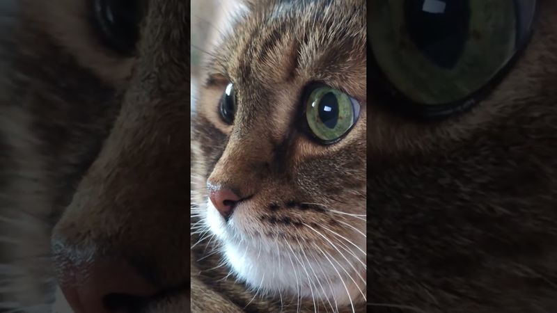 Женщина 💃🤔🙀🤣 #cat #кот #юмор #котушка #приколы #цитаты #смех