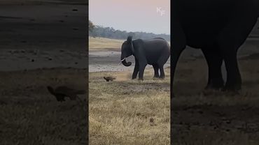 Упрямый медоед хочет сожрать слона