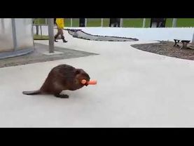 Бобер несет морковь для бобрят. Beaver carries carrots for beavers