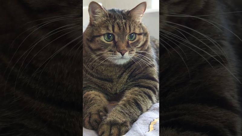 Секрет успеха ☝️🤔🙀🤣 #cat #кот #юмор #котушка #приколы #цитаты #топ #смех