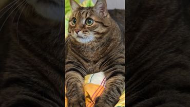 Автобус с рогами 🚎🙀😁🤣 #cat #кот #позитив #юмор #популярное #цитаты #приколы #котушка