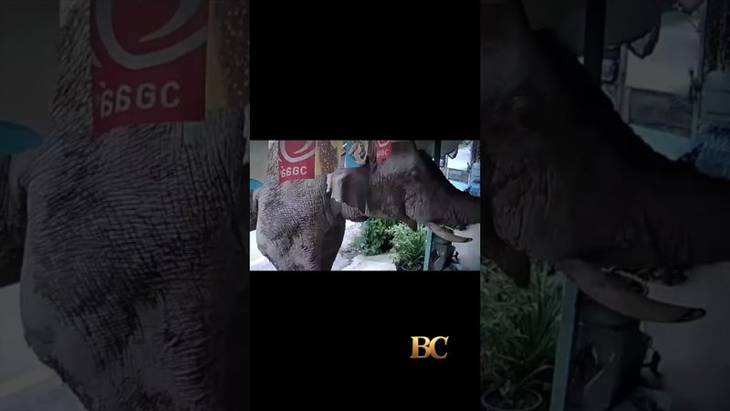 A hungry wild elephant raids a grocery store for snacks in Thailand