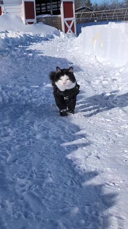 cat in the snow #catthecat #catsnowsnuit #canadiancat #canadapooch 