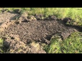 Медведи уничтожили покос. Охота с дратхааром на всё подряд.