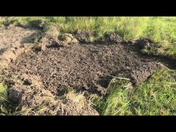 Медведи уничтожили покос. Охота с дратхааром на всё подряд.