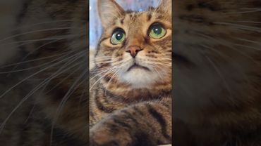 Метод 😉🙀🙏🤣 #cat #кот #юмор #котушка #приколы #цитаты #позитив #популярное