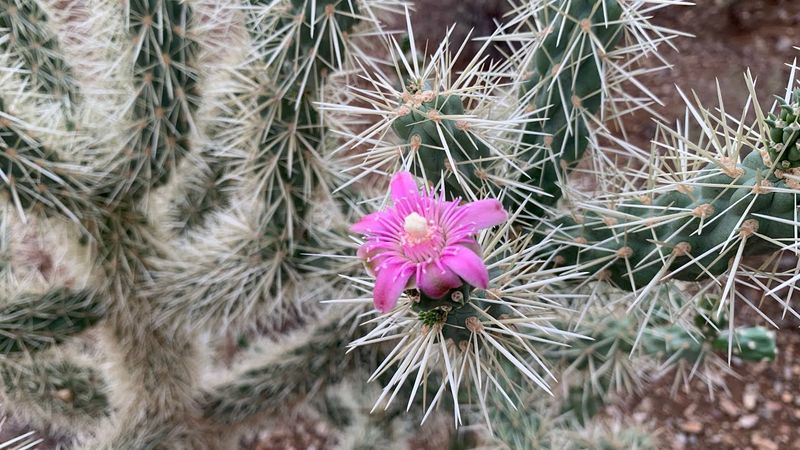 A summer evening walk in the Grand Sonoran Desert
