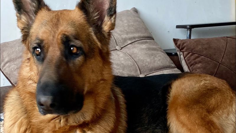 Роды овчарки от А до Я / Содержание щенков в первые дни жизни