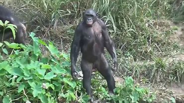 Обезьяна-бонобо показала умение отслеживать людей
