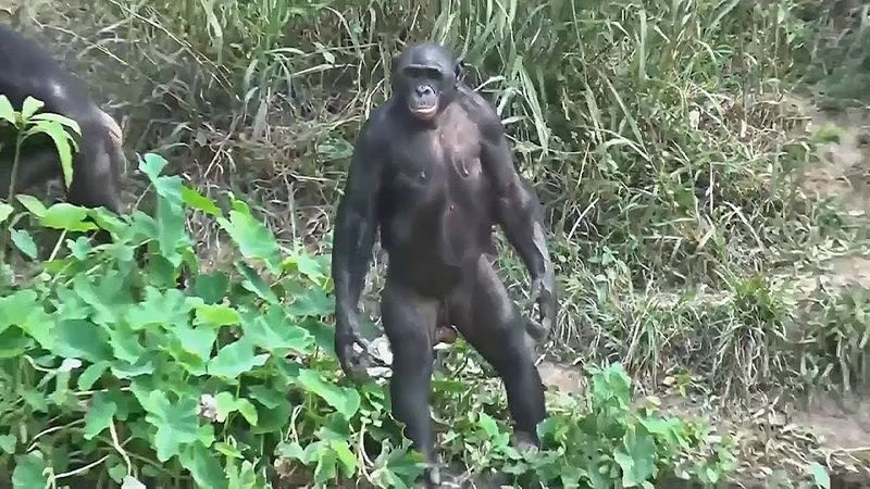 Обезьяна-бонобо показала умение отслеживать людей