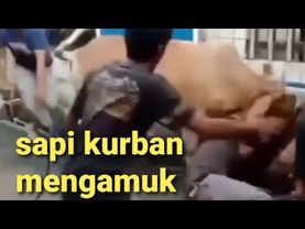 Video kumpulan sapi qurban mengamuk