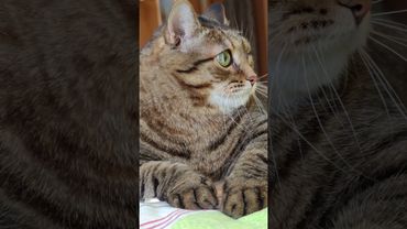 Ноль 🙀🫢😉🤣 #cat #кот #юмор #котушка #приколы #цитаты