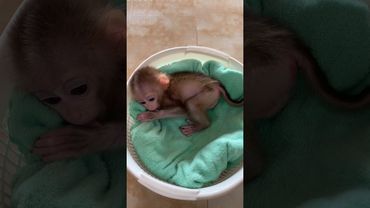 #monkeysr #monkey #babymonkeybobby