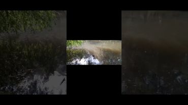 Людство - це правлячий клас по відношенню до тварин