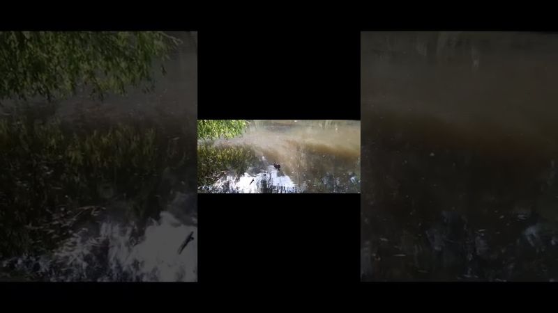 Людство - це правлячий клас по відношенню до тварин