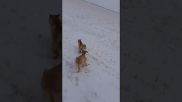 Тазы охота на лису #загоннаяохота #охота #animals #лиса #fox #wolf