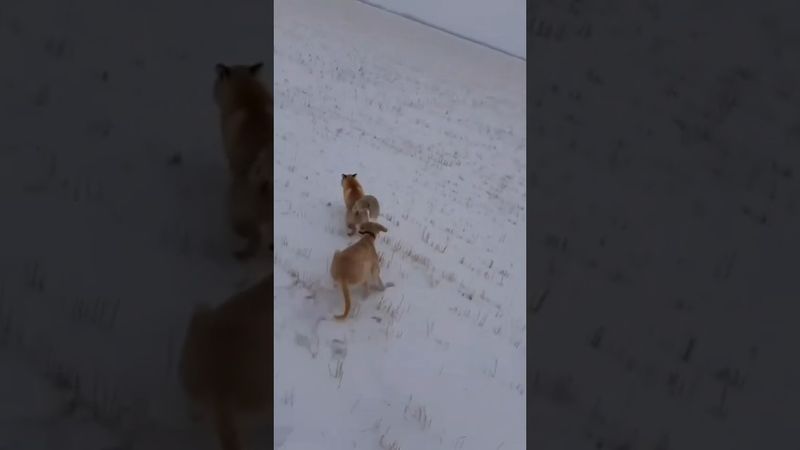 Тазы охота на лису #загоннаяохота #охота #animals #лиса #fox #wolf