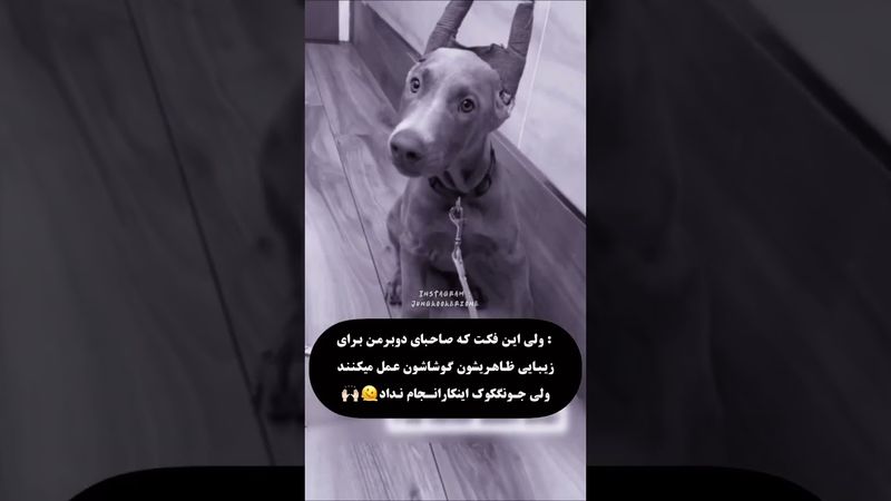 مهربونی🥺💜#shorts #bts #lisa_bts7 #بی_تی_اس #جونگ_کوک #تهیونگ #اکسپلور #کیپاپ #کیوت #suga #ادیت