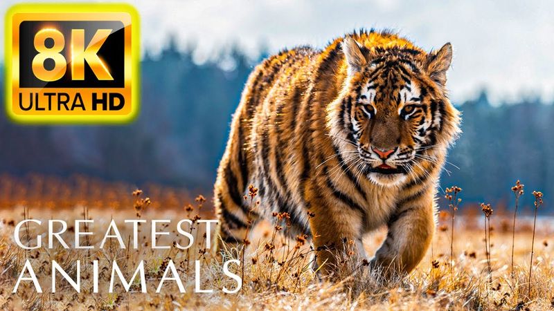 THE GREATEST ANIMALS 8K ULTRA HD 60FPS - With Super Relaxing Animal Sounds and Nature Sounds