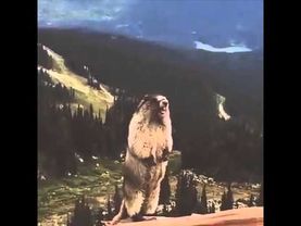 Прикол суслик орет! :))))))))))