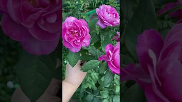 Кармен Вюрт🩷🌸💜🕊️🌺