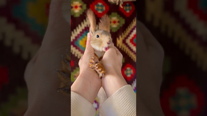 Милый ушастик получил вкусняшку 🍎