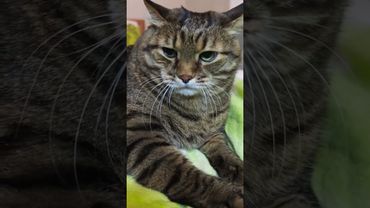 Как звезда в небе 💃🙀🤔🤣 #cat #кот #юмор #котушка #приколы #цитаты