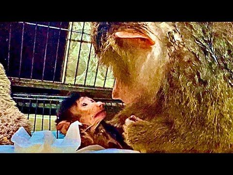 Маленькая Анфиса ТАК ПРОСИТ маму взять ее на ручки, я вся на нервах!