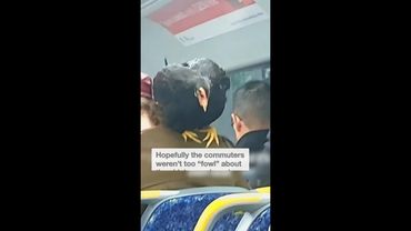 Woman brings her pet chicken on Sydney train