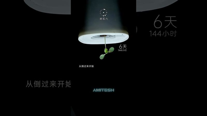 Куда будет расти растение вверх ногами? #амитеш #растения #эксперимент