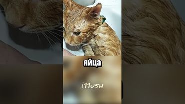 Как вывести блох у котенка