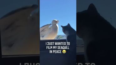 Seagull’s got better timing than your ex🤡🕊⏳ #funny #funnyanimal #seagulls