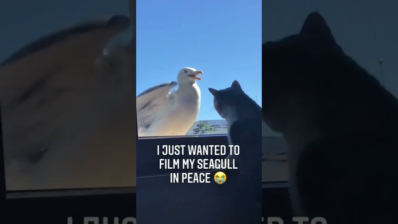 Seagull’s got better timing than your ex🤡🕊⏳ #funny #funnyanimal #seagulls