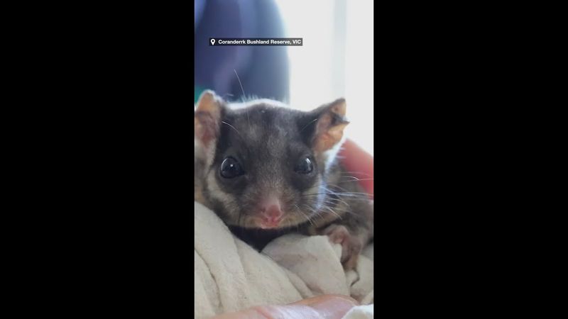 Spritely pair of possums settle into new habitat