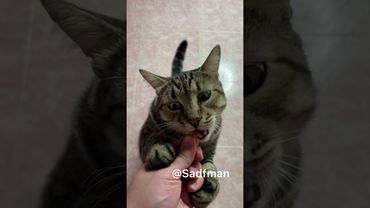 Любите ли вы сыр как люблю его я?) Смотреть со звуком