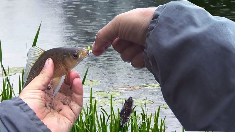 Карась клюет в дождь на донку? Ловля карася донкой в сильный дождь. Рыбалка донкой