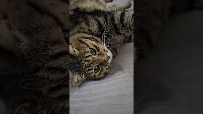 Заботиться 🙀😉🤗🤣 #cat #кот #юмор #котушка #приколы #цитаты