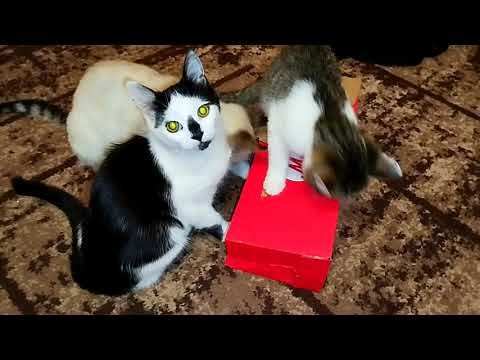 #Славянск. 27 октября 2025г. Вечер.