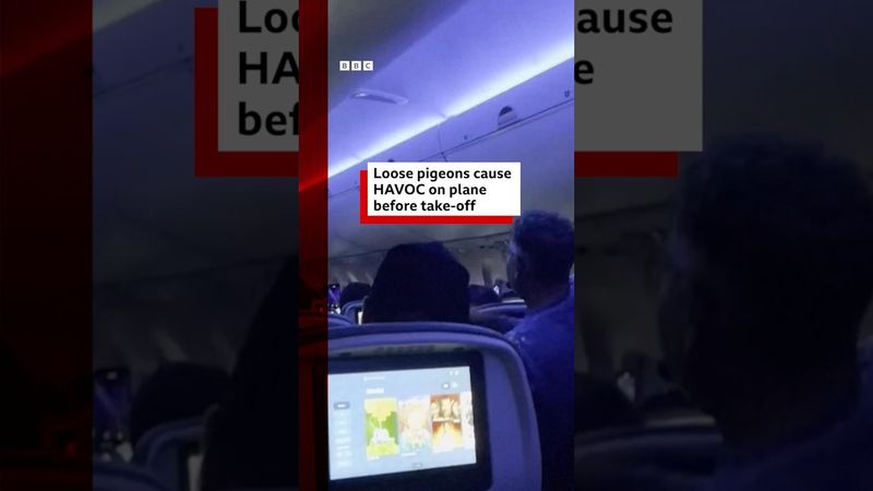 Loose pigeons cause havoc on plane before take-off. #Pigeon #Airplane #BBCNews